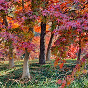 Japanese Maple