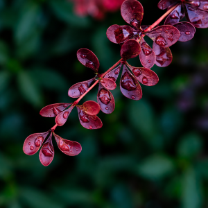 Japanese maple