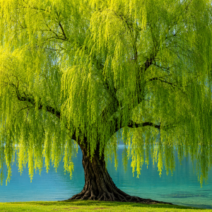 Japanese Maple